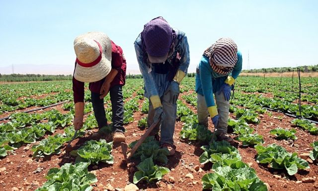 أكثر من 18 مليون دولار ربح الحكومة من الأسمدة