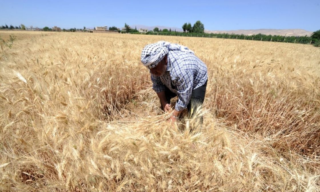 إعادة الاعتبار لمحصول القمح والأمن الغذائي