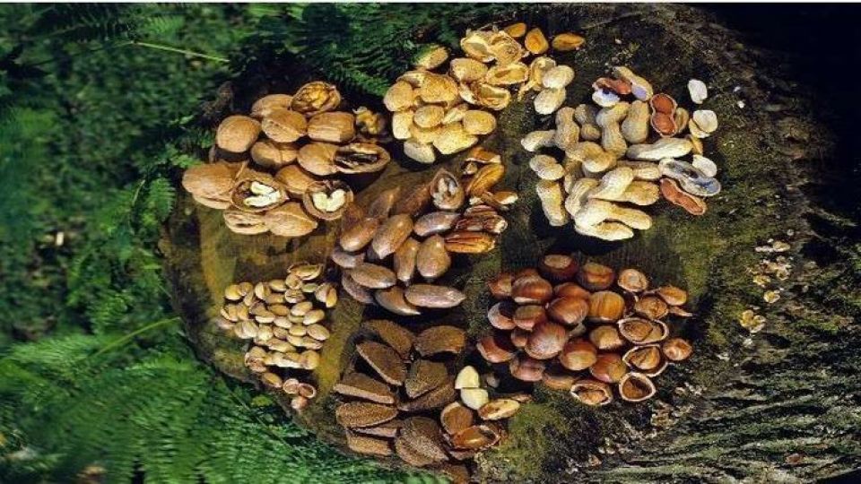 مواد غذائية تمنع زيادة الوزن