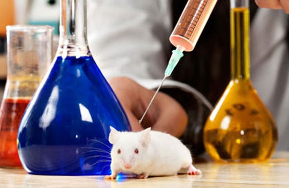 وجدتها: بين البيطري والبشري