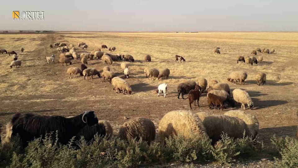 تحذيرات بشأن تصدير المواشي من سورية: &laquo;خربان بيت&raquo;
