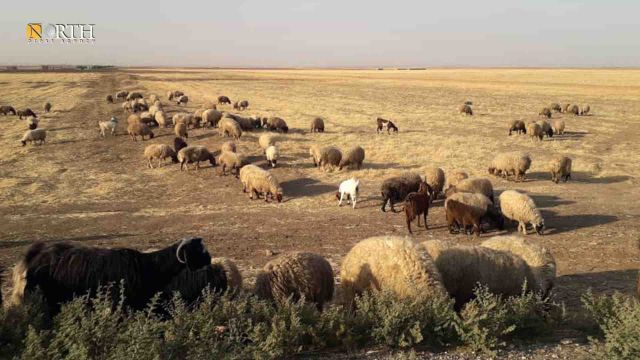 تحذيرات بشأن تصدير المواشي من سورية: &laquo;خربان بيت&raquo;