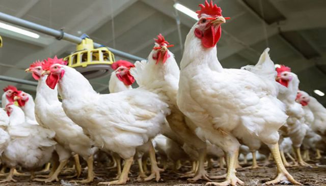 بين منع استيراد الفروج لحماية المربي، والسماح به لحماية المستهلك... هل من رؤية؟