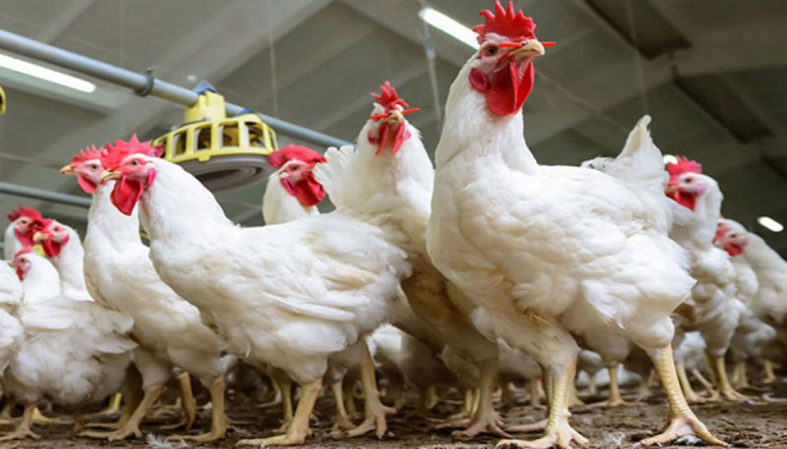 بين منع استيراد الفروج لحماية المربي، والسماح به لحماية المستهلك... هل من رؤية؟