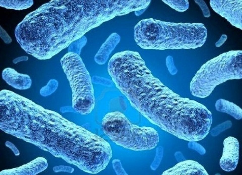 تعاون البكتيريا في مقاومة المضادات الحيوية