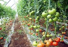 ماذا يريد مزارعو الساحل من الحكومة الجديدة؟