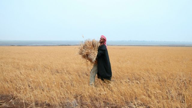 مليون هكتار من القمح...  وإنتاج بـ 400 مليون دولار تقريباً..