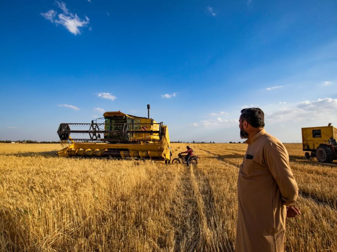 موسم القمح 2026، تحول استراتيجي خطير يهدد مستقبل الأمن الغذائي لسورية!