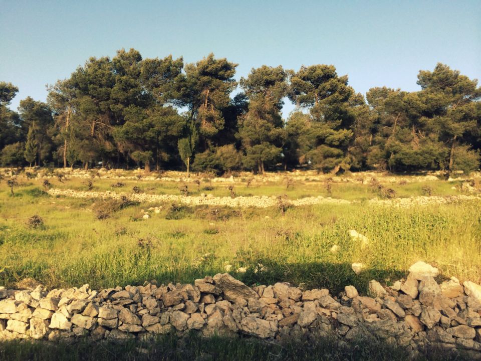 باسم العلم 2| صنوبريات فلسطين الدخيلة