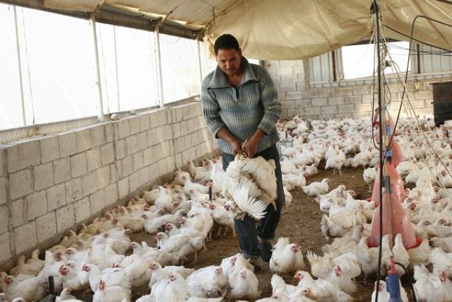 الحكومة لقطاع الدواجن: &laquo;دبروا راسكن&raquo;..  طبق البيض بـ1000 ليرة.. بين المواطن والمنتج الحكومة تختار التاجر!