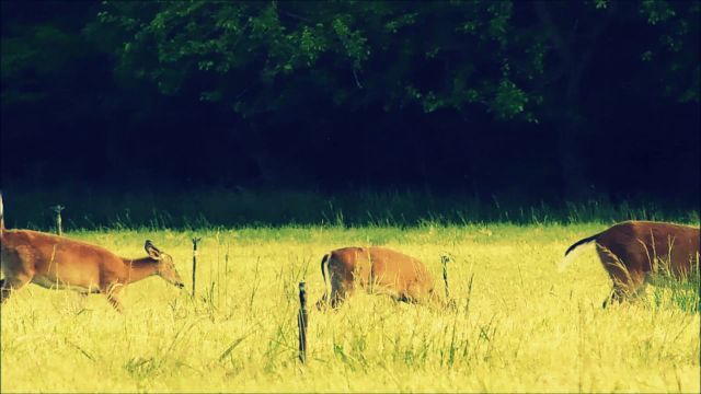 الرأسمالية تتفتق عن &laquo;مرض جديد&raquo;
