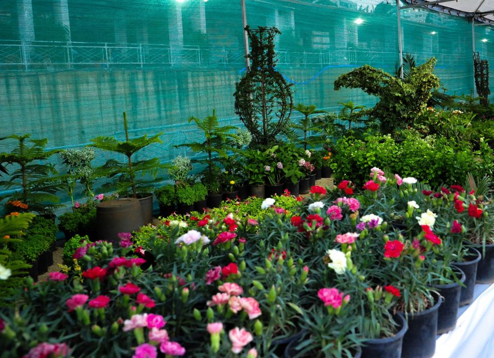 أخبار ثقافية