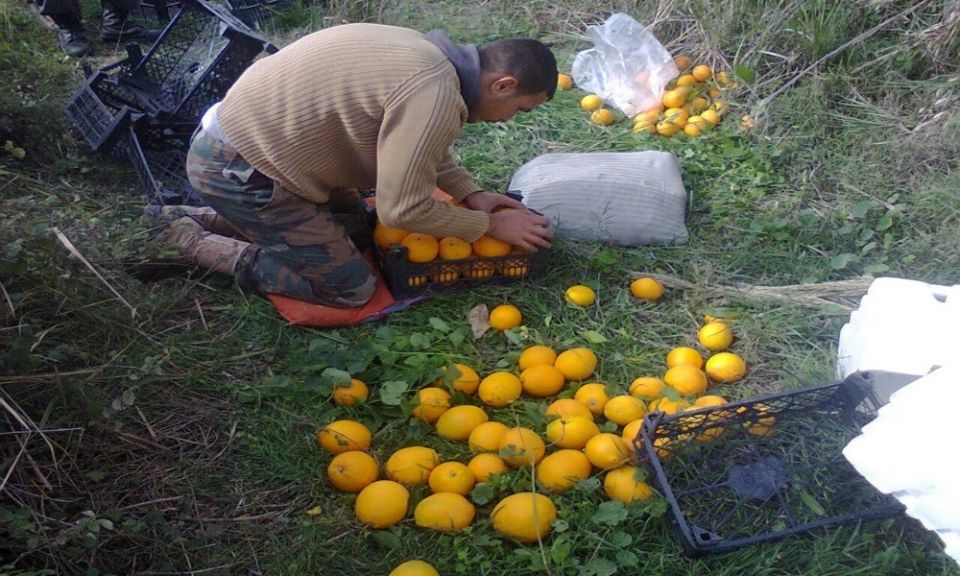 الحمضيات.. حلول ترقيعية لمصلحة البعض