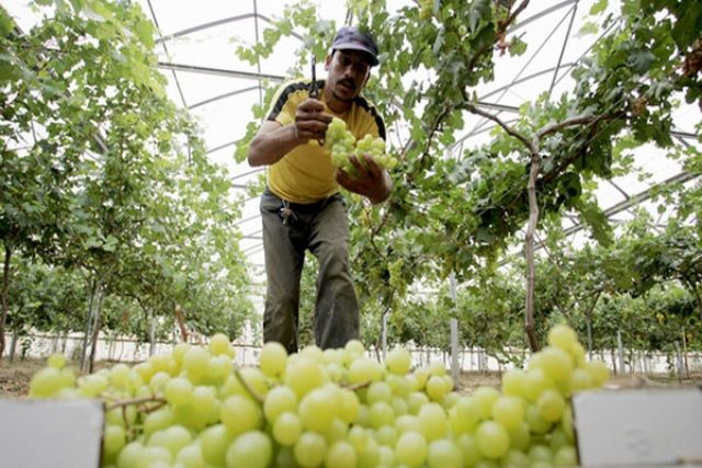 &laquo;قاسيون&raquo; تصوّب: أثمان العنب المستلم يبدأ صرفها للمزارعين تباعاً حسب توفر السيولة