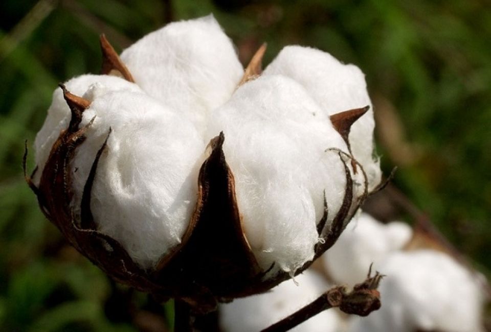 رسالة مفتوحة إلى الحكومة الجديدة:  المؤسسة العامة لحلج وتسويق الأقطان، ونقابات العمال يطالبون بتثبيت العمال الموسميين..