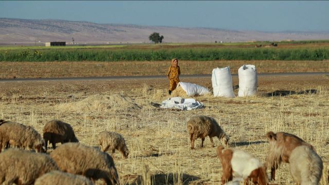 إنهاء دعم الأسمدة وتقليص دور المصرف الزراعي التعاوني