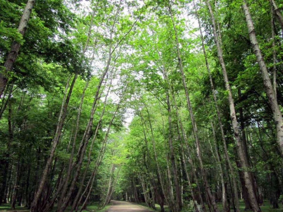 أخبار ثقافية