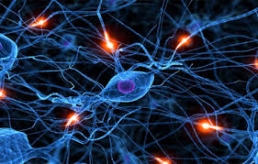 دراسة: جسم الإنسان ينتج 700 خلية عصبية يومياً