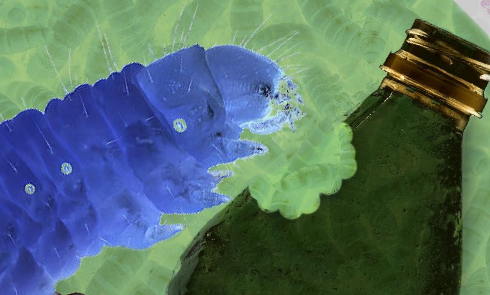 قدرة اليرقات على تفكيك الشمع أثناء حميتها &ndash; شمع العسل &ndash; هي التي سمحت لها بتفكيك البلاستيك