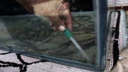 التغييرات المناخية قد تجعل بريطانيا بيئة خصبة للبعوض القاتل