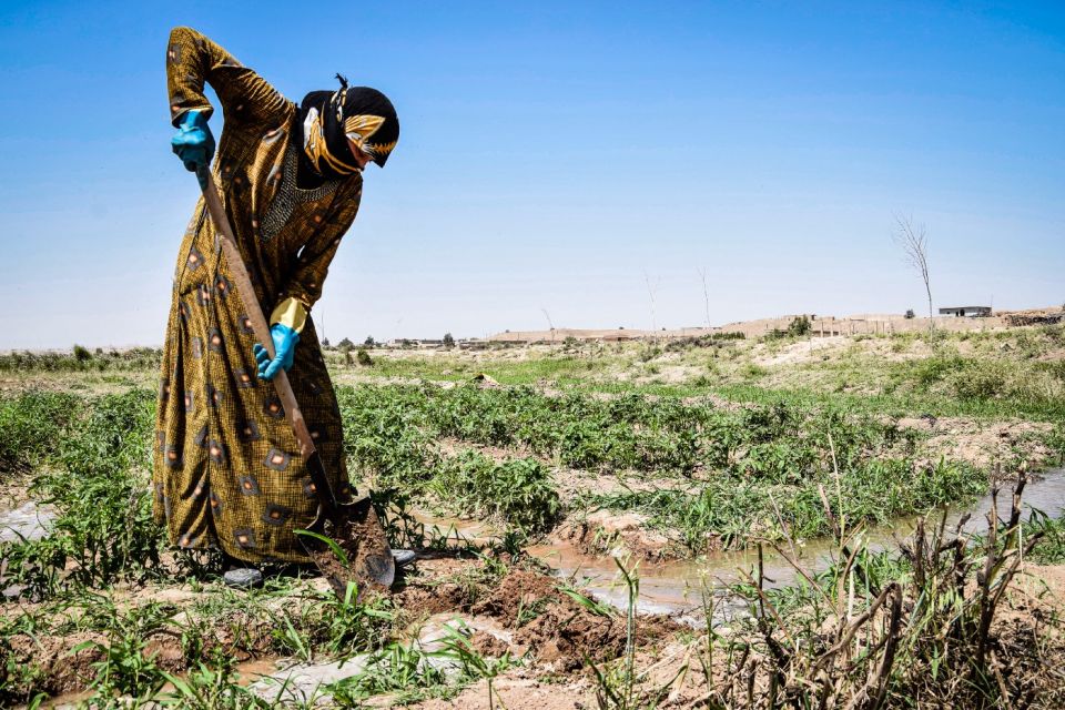 بذريعة الدعم الصناعي مزيد من الوأد الزراعي