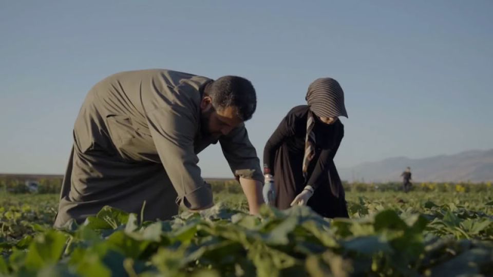 الأولوية في قطاع الزراعة... للاستثمار الخاص أم للأمن الغذائي؟