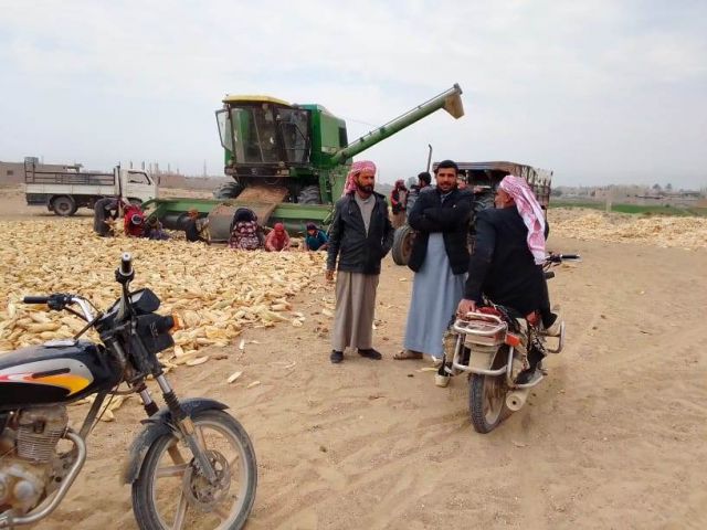 موسم الذرة في بقرص الفوقاني.. وحسابات الربح والخسارة!