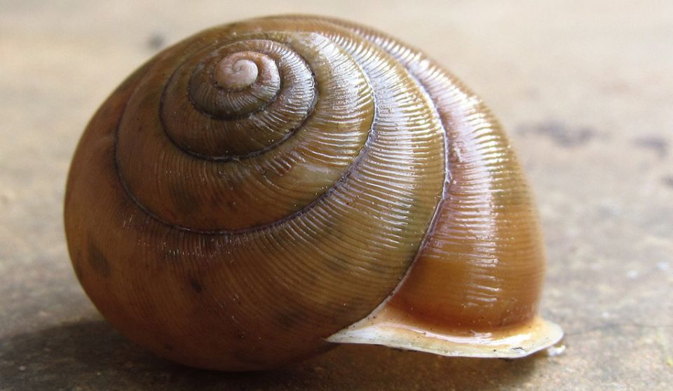 كتاب جديد:  &laquo;مقاربة ديالكتيكية للتنظيم الذاتي للمادّة وتطوّرِها المجهري والكبير&raquo;