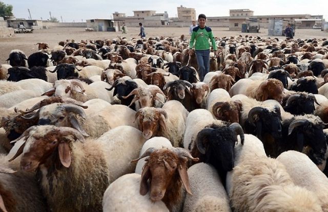 «الثروة الحيوانية».. أبسط البديهيات أعاقتها الليبرالية