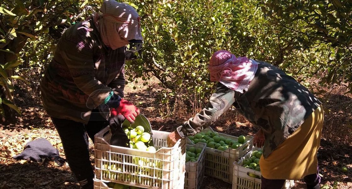 التفاح.. برنامج دعم للمصدرين وحملات توعية للمزارعين!