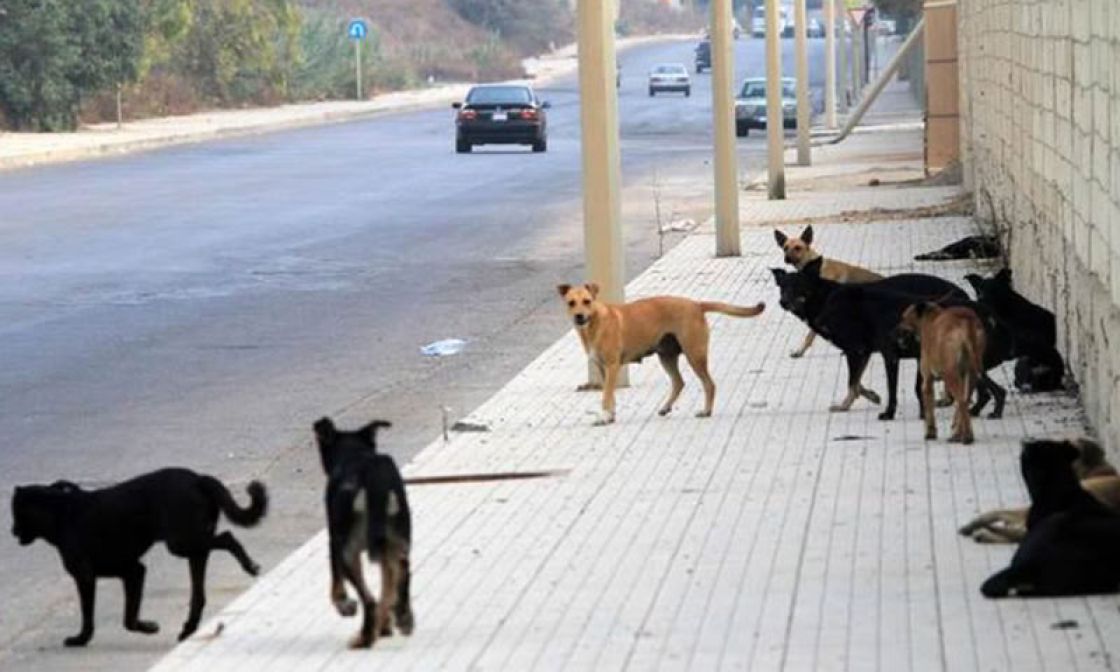 حين تصبح شوارع سورية مصيدة للموت &laquo;بداء الكلب&raquo;!