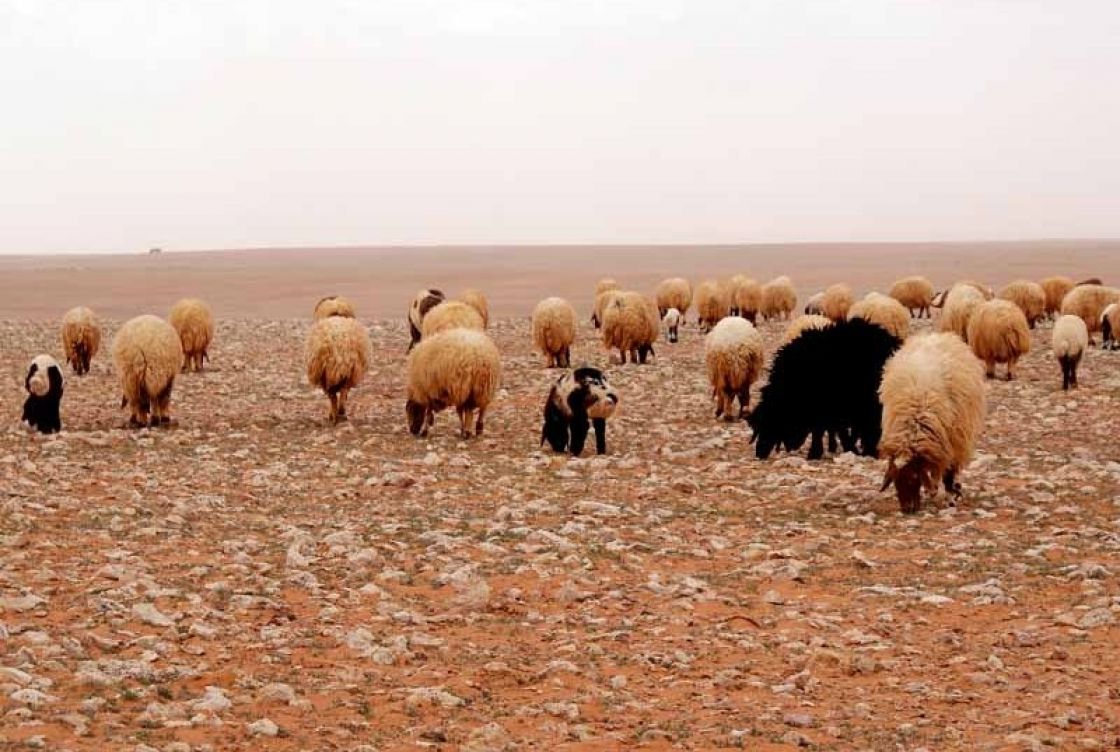 الرعي الجائر.. مشلكة مزمنة مطعمة بـ«لوثة» الأزمة