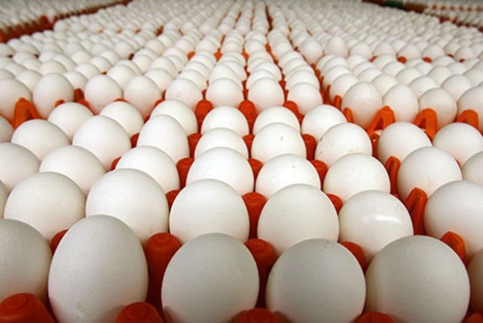 !بيضة ديك.. ورغيف