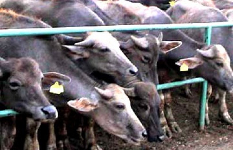 جمعية مشتقات الحليب: فقدنا 60% من ثروتنا الحيوانية