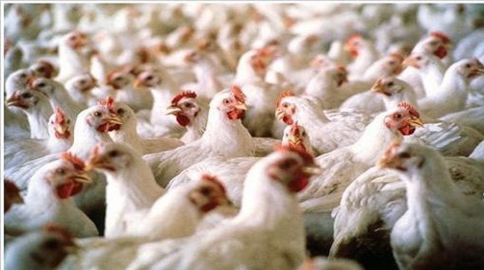 قبل دفعها إلى المذبح.. إنقاذ الثروة الحيوانية واجب وطني ملحّ!