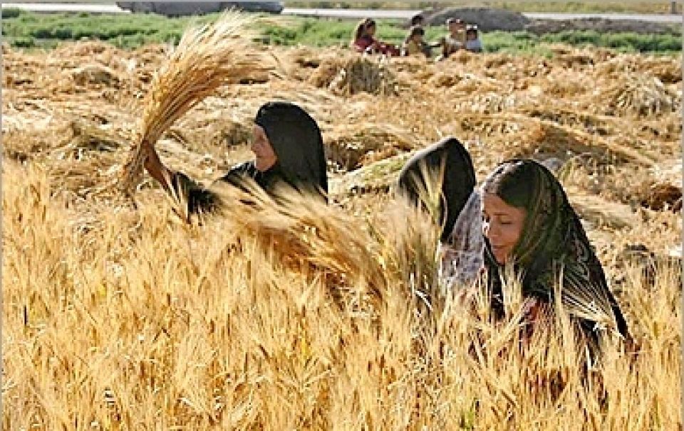 كيف تتهيأ الحكومة لاستقبال موسم القمح؟