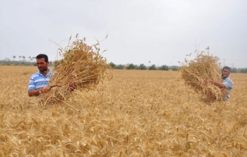 منطقة إزرع عن حصاد القمح وأشياء أخرى..!