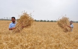 منطقة إزرع عن حصاد القمح وأشياء أخرى..!