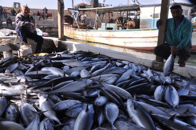 خبر عام وتعليق هام .. &laquo;بعدما استغنى السوريون عن شراء اللحوم باتوا يتجهون اليوم إلى حلول بديلة وهي شراء سمك البلميدا&raquo;