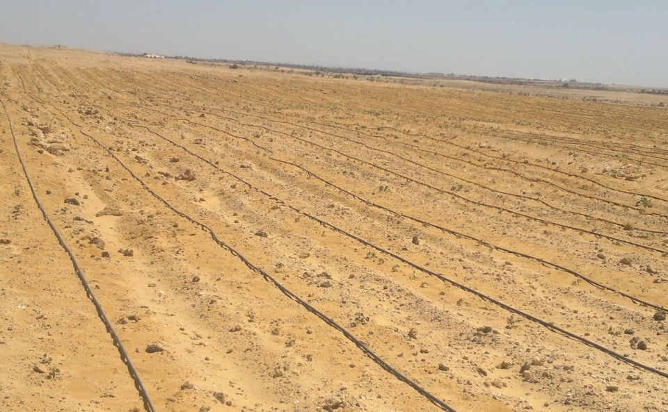 البوكمال.. الزراعة في مهب الريح الصفراء..!؟