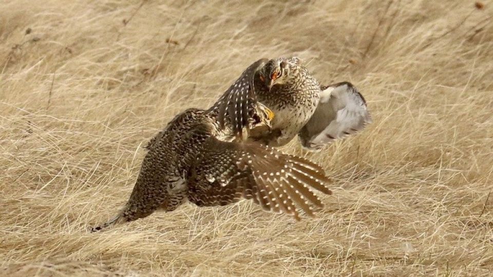 العلماء يقرعون ناقوس الخطر: الانقراض يهدد مليون نبات وحيوان