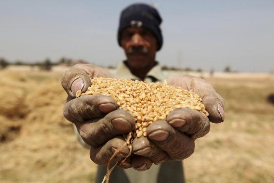 خسارة إنتاج القمح في 2017  ربع خسارة الأزمة؟!