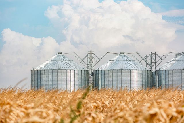 أزمة الحبوب سياسية أيضاً..