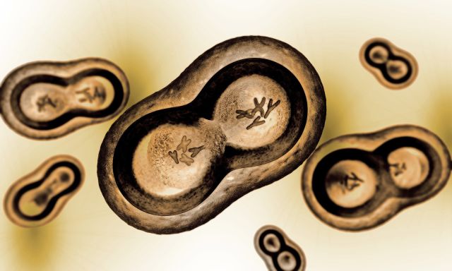 عرف وكيّف المزارعون في وقت مبكر &laquo;عناصر&raquo; مندل قبل أن يوجد مندل أو الحضارة الأوربيّة بأكملها