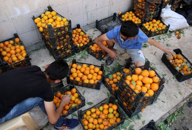 استعدادات مسبقة لمحصول الحمضيات.. فهل ستكون النتائج مختلفة!