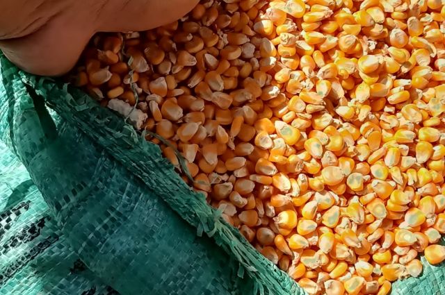 مرة جديدة محصول الذرة بلا مجففات!