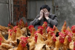 انفلونزا الطيور تبدأ بالانتشار من جديد