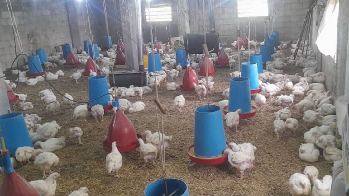 قطاع الدواجن يواصل مراكمة الأزمات... هل من حلول خارج دائرة التخبط؟