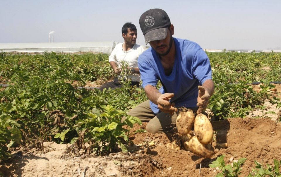 فلاحو القنيطرة..  الزراعة في خبر كان..؟