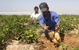 فلاحو القنيطرة..  الزراعة في خبر كان..؟